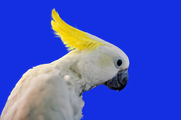 A very nice white cockatoo parrot on the blue background.