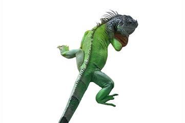 A big iguana lizard on white background.
