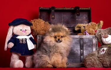 A lovely Pomeranian doggy at the chest oа full of Christmas toys on blue background at Christmas.