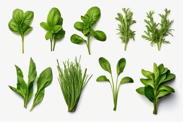 Fototapeta premium Assortment of fresh green culinary herbs on a clean white background