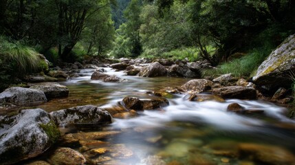 Fototapeta premium Serene Stream Flowing Through a Lush Green Forest Surrounded by Smooth Rocks and Peaceful Nature in a Tranquil Setting
