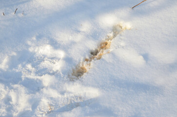 Yellow spots on the snow

