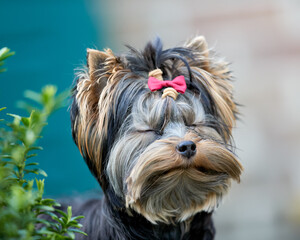 Adorable Yorkshire Terrier with a pink bow, eyes gently closed in a moment of tranquility and peace. A charming pet portrait outdoors.