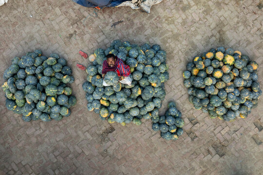 Bogura, Bangladesh - 19 December 2021: Aerial view of a man in a red checked shirt nestled among piles of green and yellow pumpkins on a textured brick surface, creating a vibrant contrast.