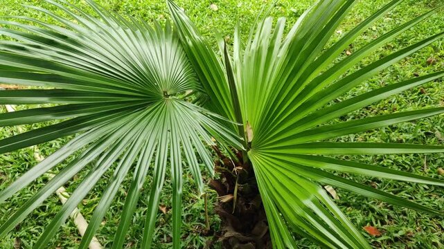 Fresh green Arecaceae palm leaves growing naturally, highlighting tropical foliage, elegant leaf shape, and lush plant beauty in outdoor sunlight.