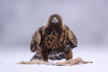 Golden eagle with fox carcass on snow during cold winter