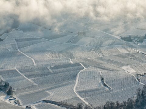 Aerial view of the snow-dusted vineyards, a patchwork quilt of light and shadow under a veil of winter clouds, Orschwiller, Grand Est, France.