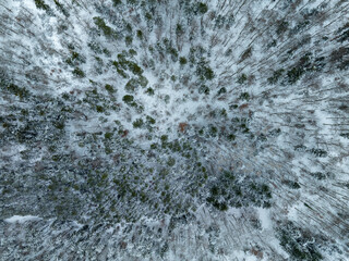 Aerial view of snow-dusted trees creating a mesmerizing pattern of green and white, like brushstrokes on a canvas, Orschwiller, Grand Est, France.