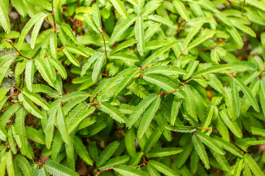 Textured Caliandra leaves close-up