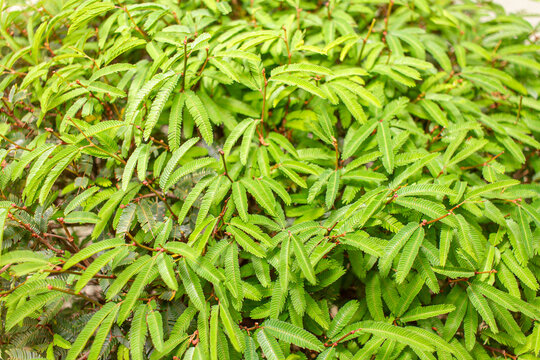 Textured Caliandra leaves close-up