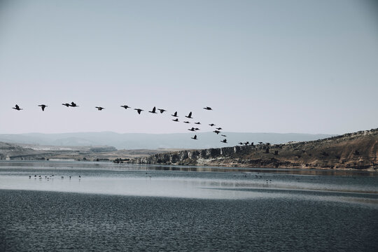 birds flying over the lake