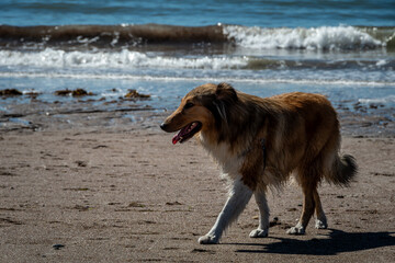 border collie en la costa del mar 