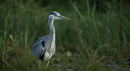 Profile View of a Grey Heron in Lush Green Reeds, Elegant Ardea Cinerea Wading in Shallow Water for Environmental Editorial and Wildlife Photography
