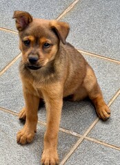 chihuahua dog sitting on the floor