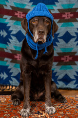 Labrador Retriever Dog in blue hat and scarf sits on floor with a sad face against colored background. animals are like people, taking care pet. purebred domestic animal clothing. High quality photo
