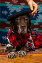 dog in a red shirt and black beret is lying on floor with sad face. owner's hands adjust the hat on pet's head. Animals are like people, taking care of a dog. portrait