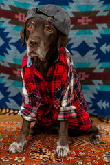 Labrador Retriever Dog in red shirt and gray baseball cap sits on floor with sad face. animals are like people, taking care of dog. pedigreed domestic pet, posing, animal clothing. High quality photo
