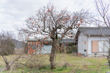 熟した実が付いた冬の柿の木