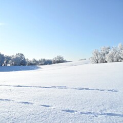 Fototapeta premium Snow covered field with frosted trees under blue sky