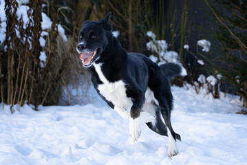 Active Dog Running Through Snow in Winter Landscape