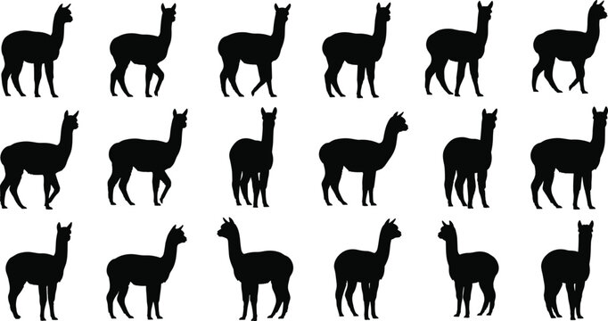 Large set of black alpaca silhouettes in various standing and walking poses isolated on white background for farm animal designs
