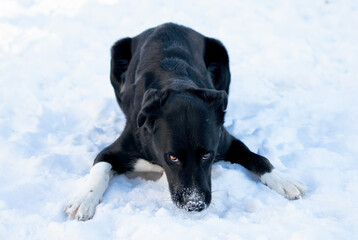 Focused Dog Lying in the Snow During Winter