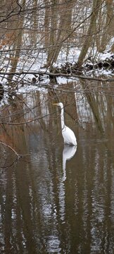 Silberreiher im Bachbett