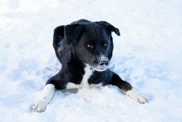 Playful Dog Ready to Run in Fresh Snow