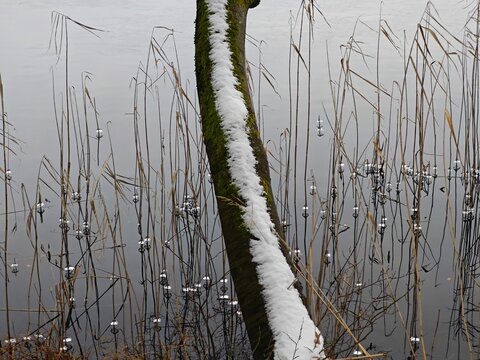 Schilf mit Eiskrnzen an den Halmen