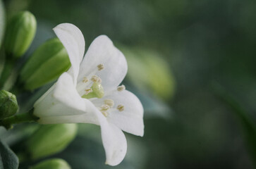 Delicate white jasmine blossom in soft focus, a minimalist representation of wabi-sabi, purity, and organic wellness. Ethereal macro nature photography for spa, meditation, and skincare branding.