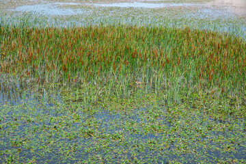 ducks in the reeds by the stream