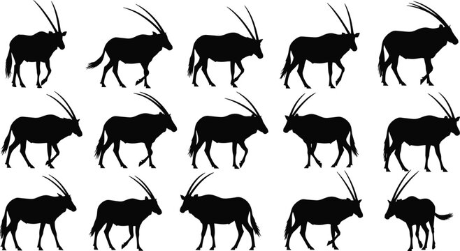 Black vector set of oryx antelope silhouettes in various walking and standing poses isolated on white background for wildlife design