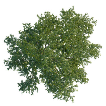 Gleditsia triacanthos tree plan, top view, cutout, isolate 4k PNG, Beautiful rural landscape, vibrant green fields, summer day, idyllic scenery, peaceful farmland view