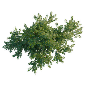 Fuchsia magellanica tree plan, top view, cutout, isolate 4k PNG, Lush green ferns and foliage, vibrant texture, tropical plants, natural background, detailed close-up