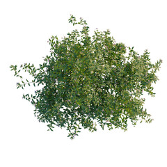 Obraz premium Fuchsia magellanica tree plan, top view, cutout, isolate 4k PNG, Lush green foliage, vibrant leaves, nature's beauty, botanical, plants, outdoors, serene, tranquil scene