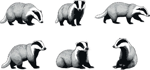 Set of European badger characters, flat vector illustration of woodland mammals in various poses including walking standing and sitting © Firoz