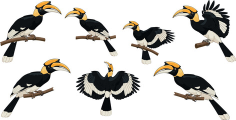 Fototapeta premium Set of great hornbill characters, flat vector illustration of exotic tropical birds in various poses perched on branches and spreading wings