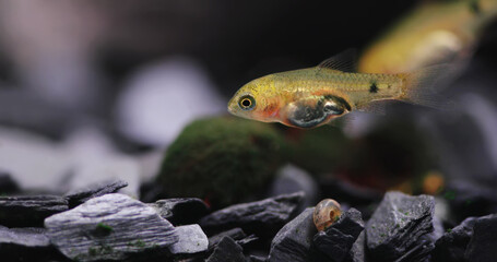 Fish fry longtail barb Pethia Conchonius macro view. Tropical freshwater aquarium tank. shallow depth of field