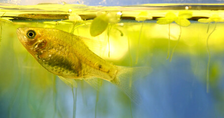 Aquarium fish Barb Pethia Conchonius. Macro view. A golden color fish at the surface of the water with floating water plants Pistia.