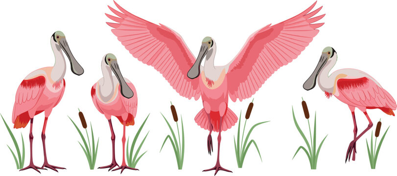 Set of roseate spoonbill bird characters, flat vector illustration of pink wading birds in various poses including standing and spreading wings