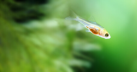 Young fish, a fry of fish Barb Pethia Conchonius. Macro view. Freshwater planted aquarium defocused background
