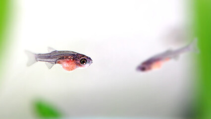 Young fish fry Danio Margaritatus, whitebait Microrasbora Galaxy with full yellow bellies stuffed with Artemia Salina. Macro view freshwater aquarium fish, shallow depth of field, selective focus
