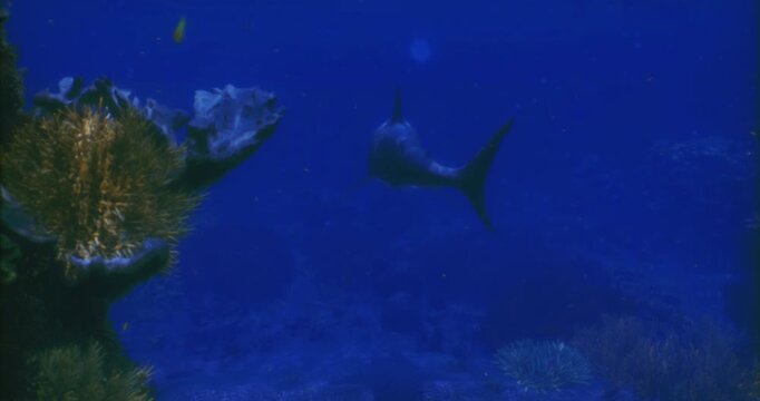 A turtle glides effortlessly through a vibrant coral reef as the day fades into night. The tranquil blue waters are filled with colorful marine life, creating a serene underwater environment.