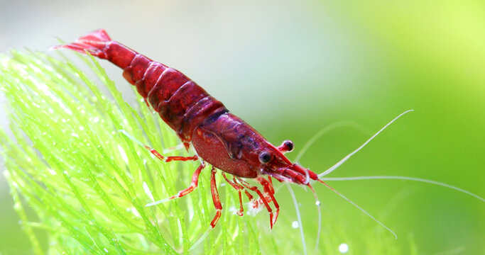 Aquarium shrimp Neocaridina Davidi Heteropoda, red chitinous shell, green plant of Ceratophyllum. Macro view, shallow depth of field