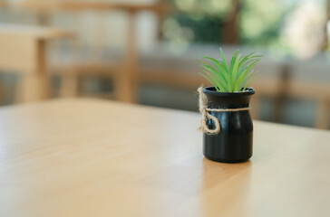 A small green plant sits in a black pot on a wooden table.