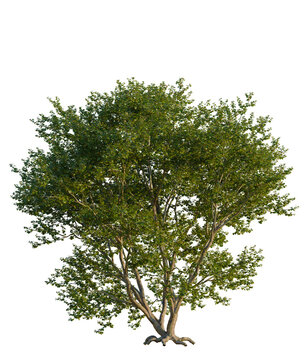 Platanus occidentalis tree front view, transparent background, 4k cutout, isolate, Large banyan tree with aerial roots, tropical vegetation, lush foliage, nature background