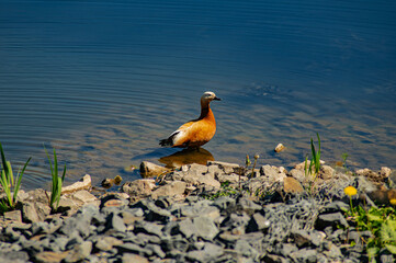 a duck in the blue water and the stones shore 