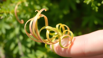 pudica. Close-up of Mimosa pudica leaves curled into strips after being touched. gardening catalogs, home-decor guides, designed for home decor and floral branding, used by project managers.