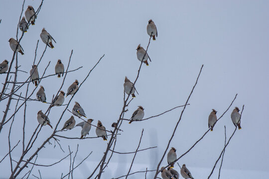 flock of waxwings on the tree - Powered by Adobe