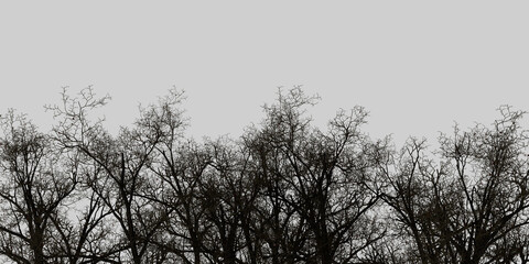 3D render silhouette of a tree